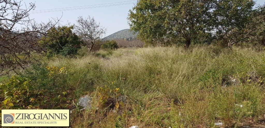 Οικόπεδο 2.500 τ.μ. προς πώληση, Μαρκόπουλο