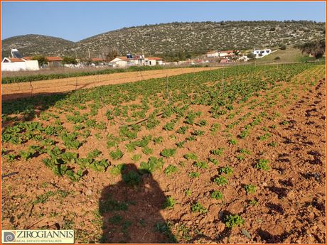 Αγροτεμάχια 7.000τ.μ. για πώληση-Μαραθώνας