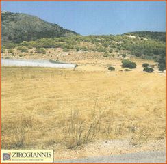Αγροτεμάχια 11.000 τ.μ. για πώληση