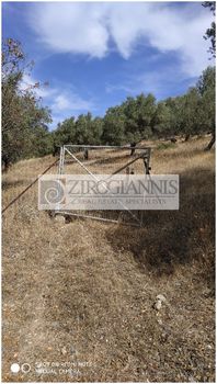 Αγροτεμάχια 7.687τ.μ. για πώληση-Κουβαράς