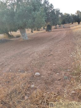 Αγροτεμάχια 1.650 τ.μ. για πώληση