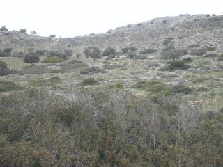 Αγροτεμάχια 14.000 τ.μ. για πώληση