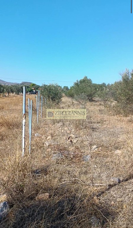 Οικόπεδο 2.800 τ.μ. προς πώληση, Σπάτα