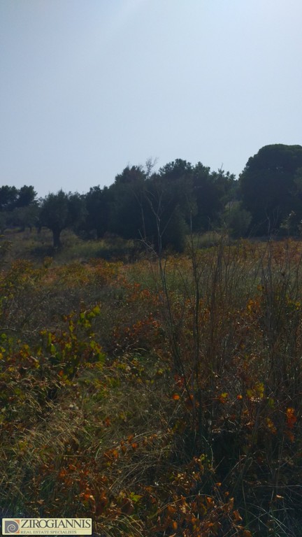 Οικόπεδο 5.000 τ.μ. προς πώληση, Σπάτα