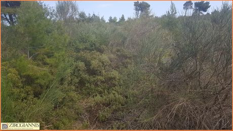 Οικόπεδο 5.000τ.μ. για πώληση-Ανθούσα