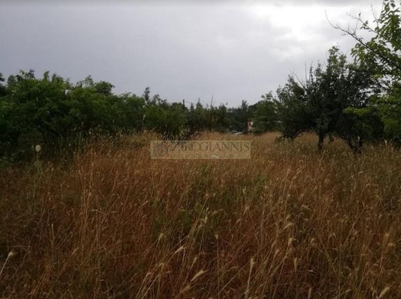 Αγροτεμάχια 1.160 τ.μ. για πώληση, Αττική - Υπόλοιπο, Πολυδένδρι