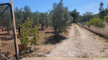 Αγροτεμάχια 3.400τ.μ. για πώληση-Παλλήνη