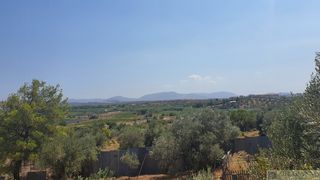 Αγροτεμάχια 7.700 τ.μ. για πώληση