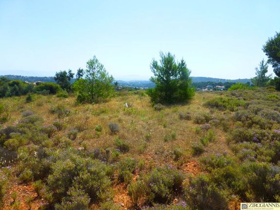 Αγροτεμάχια 31.000 τ.μ. για πώληση, Αττική - Υπόλοιπο, Ραφήνα