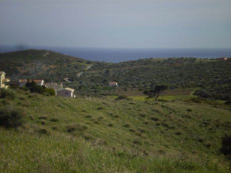 Αγροτεμάχια 11.000 τ.μ. για πώληση
