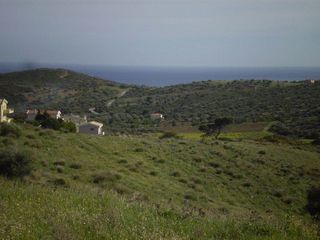 Αγροτεμάχια 11.000 τ.μ. για πώληση