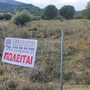 Αγροτεμάχια 10.000 τ.μ. για πώληση
