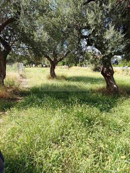 Οικόπεδο 3.000 τ.μ. για πώληση