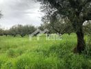 Land plot 4.800sqm for sale-Artemisio