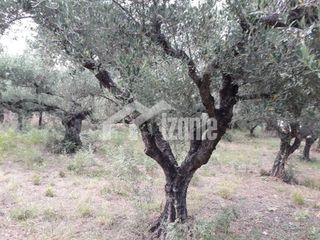 Οικόπεδο 2.700 τ.μ. για πώληση, Ζάκυνθος, Αρκάδι-thumb-1