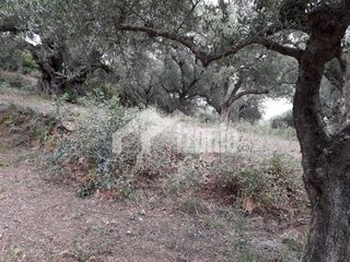 Οικόπεδο 2.700 τ.μ. για πώληση, Ζάκυνθος, Αρκάδι-thumb-4