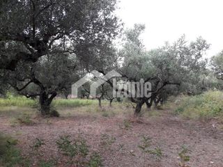 Οικόπεδο 2.700 τ.μ. για πώληση