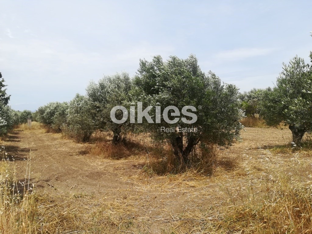 Αγροτεμάχια 2.000 τ.μ. προς πώληση, Νέα Κερασιά
