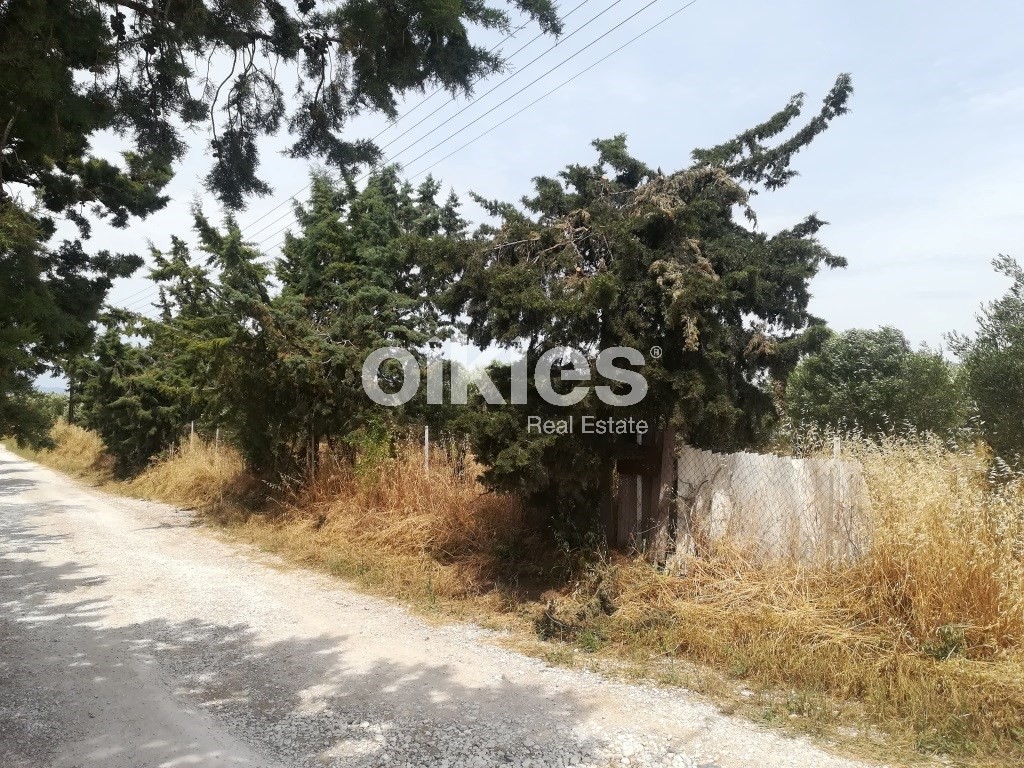 Αγροτεμάχια 2.000 τ.μ. προς πώληση, Νέα Κερασιά