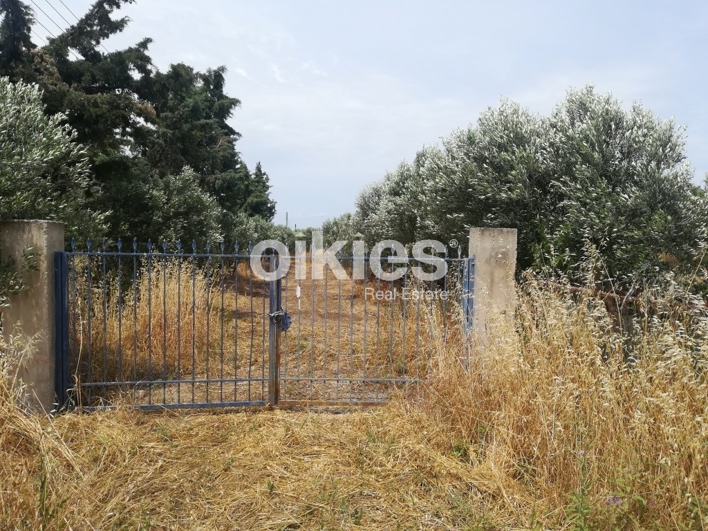 Αγροτεμάχια 2.000 τ.μ. προς πώληση, Νέα Κερασιά