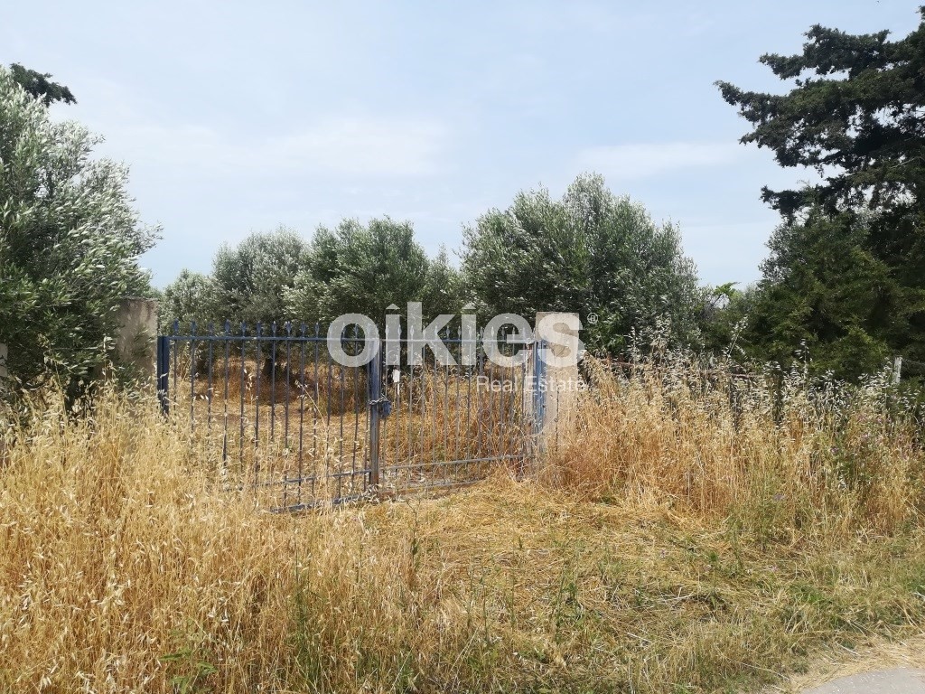 Αγροτεμάχια 2.000 τ.μ. προς πώληση, Νέα Κερασιά