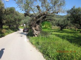 Οικόπεδο 2.500 τ.μ. για πώληση, Ζάκυνθος, Λαγανάς-thumb-5