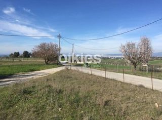 Αγροτεμάχια 4.000 τ.μ. για πώληση