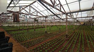 Οικόπεδο 10.000 τ.μ. για πώληση, Εύβοια, Δύστος-thumb-1
