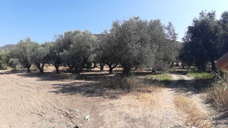 Οικόπεδο 4.500τ.μ. για πώληση-Ιερά πόλη μεσολογγίου