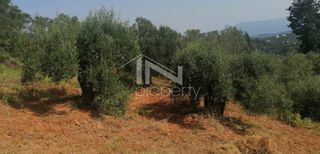 Οικόπεδο 2.270 τ.μ. για πώληση, Ν. Κέρκυρας, Κέρκυρα-thumb-15