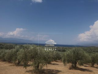Αγροτεμάχια 5.582 τ.μ. για πώληση, Εύβοια, Λιχάδα-thumb-5