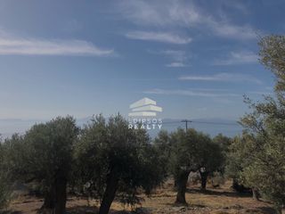 Αγροτεμάχια 4.033 τ.μ. για πώληση, Εύβοια, Αιδηψός-thumb-1