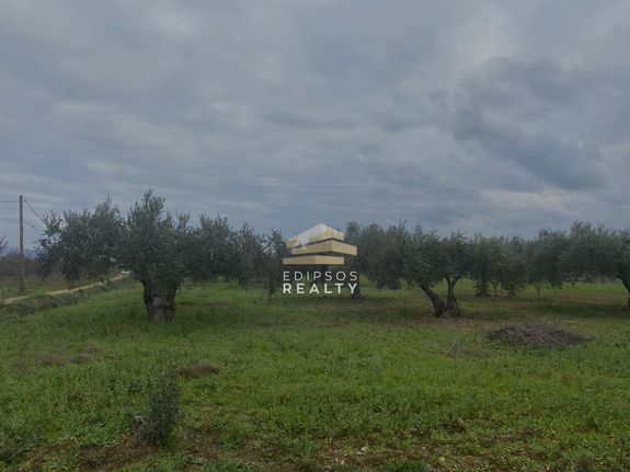 Αγροτεμάχια 10.005 τ.μ. για πώληση, Εύβοια, Ιστιαία