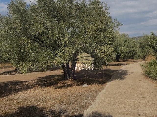 Αγροτεμάχια 8.133 τ.μ. προς πώληση, Πελασγία