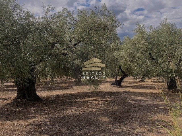 Αγροτεμάχια 8.133 τ.μ. προς πώληση, Πελασγία