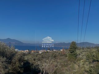 Αγροτεμάχια 4.207 τ.μ. για πώληση