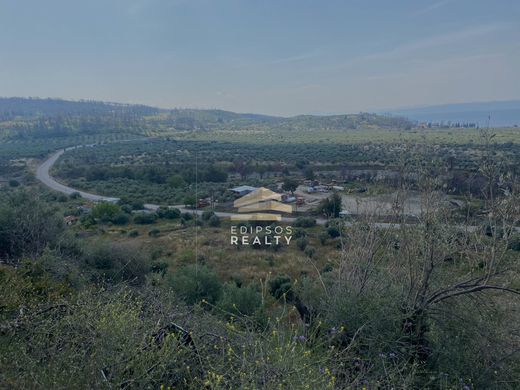 Αγροτεμάχια 17.550 τ.μ. προς πώληση, Ροβιές