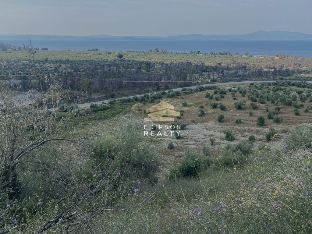 Αγροτεμάχια 17.550 τ.μ. προς πώληση, Ροβιές