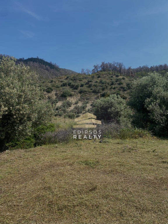 Αγροτεμάχια 17.550 τ.μ. προς πώληση, Ροβιές