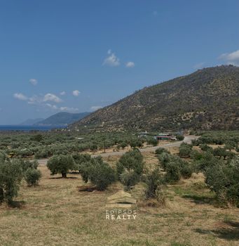 Αγροτεμάχια 31.485 τ.μ. προς πώληση