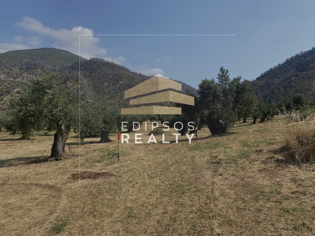 Αγροτεμάχια 31.485 τ.μ. προς πώληση, Ροβιές