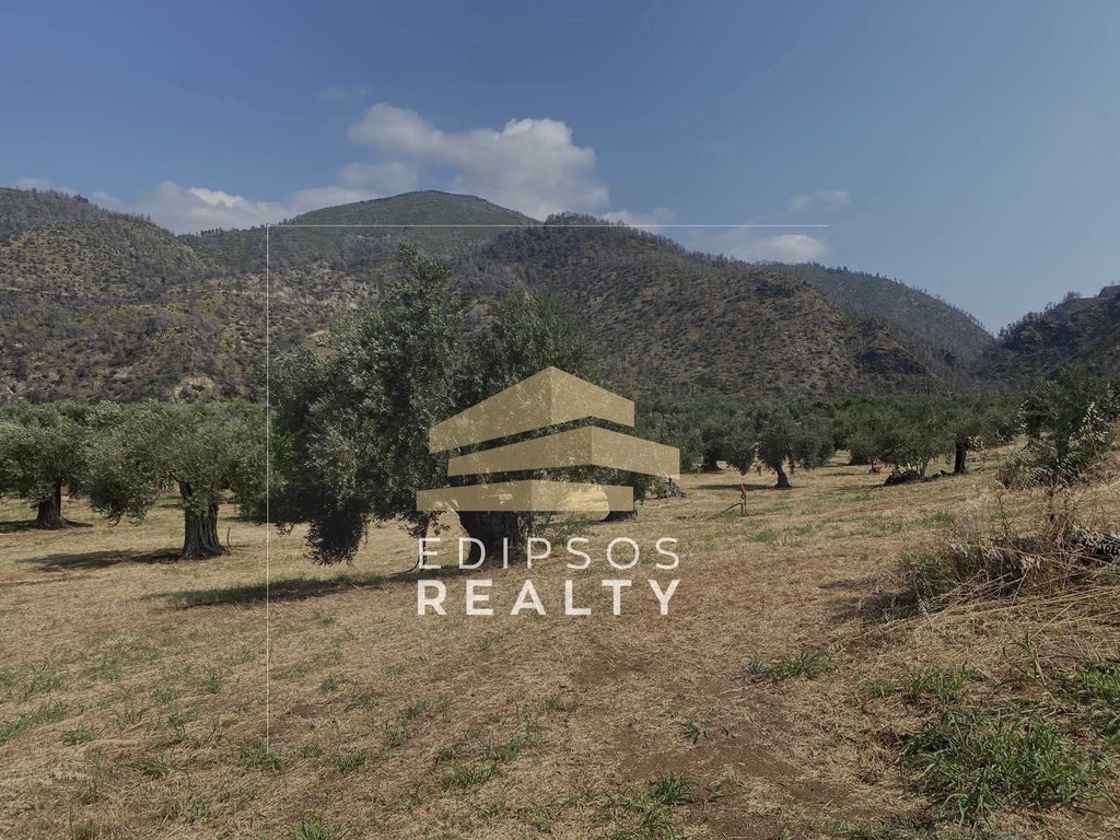 Αγροτεμάχια 31.485 τ.μ. προς πώληση, Ροβιές