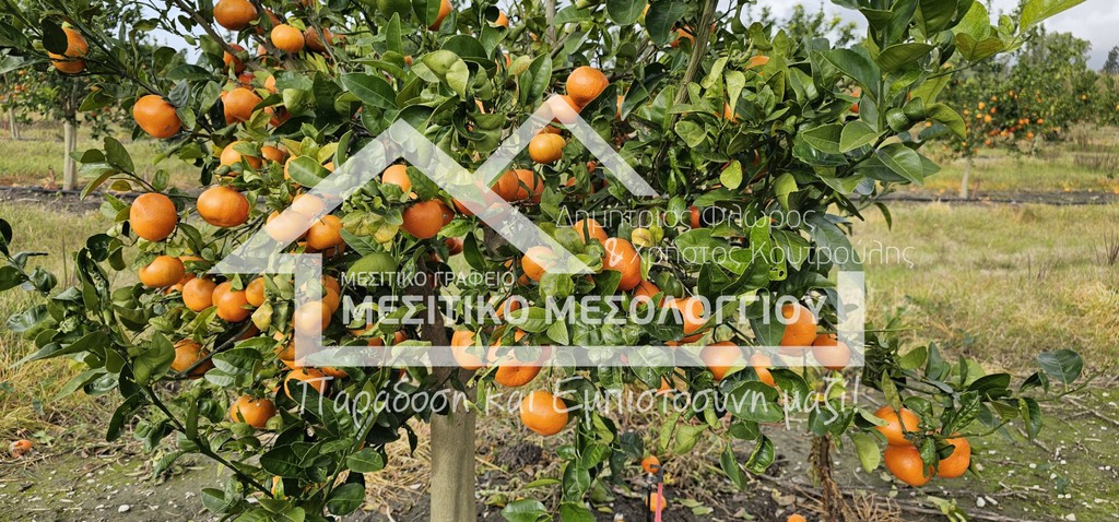 Αγροτεμάχια 43.000 τ.μ. πρός πώληση, Αιτωλοακαρνανία, Ιερά Πόλη Μεσολογγίου
