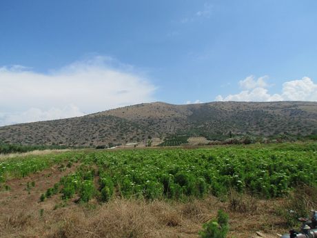 Αγροτεμάχια 45.000τ.μ. για πώληση-Ασίνη