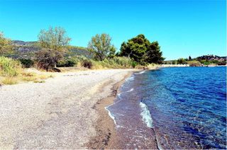 Αγροτεμάχια 5.000 τ.μ. προς πώληση, Αρχαία Επίδαυρος-thumb-12