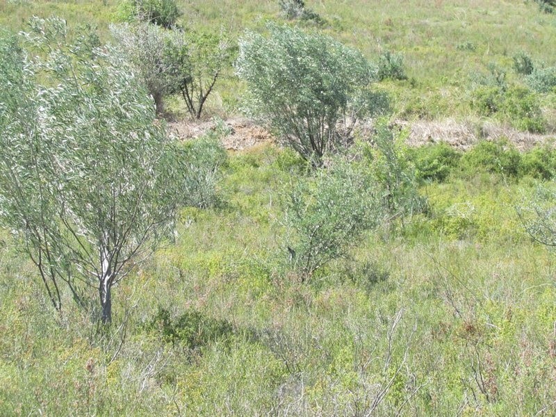 Αγροτεμάχια 18.370 τ.μ. προς πώληση, Λευκάκια