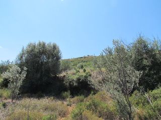 Αγροτεμάχια 18.370 τ.μ. για πώληση, Αργολίδα, Ναύπλιο-thumb-15