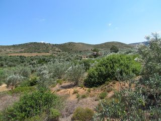 Αγροτεμάχια 18.370 τ.μ. για πώληση