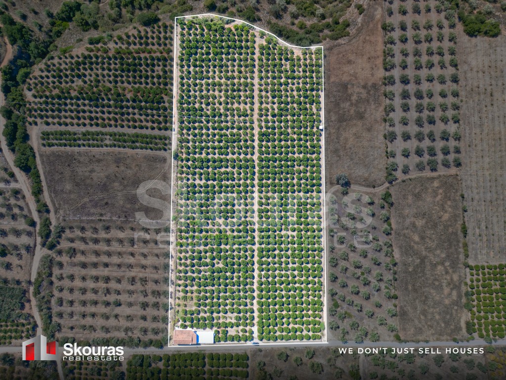Αγροτεμάχια 20.000 τ.μ. προς πώληση, Νέο Ροεινό
