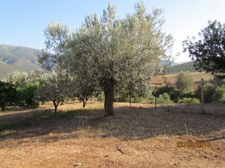 Αγροτεμάχια 16.400 τ.μ. για πώληση, Αργολίδα, Λέρνα-thumb-19